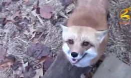 狐狸在线观看,揭秘神秘生物的奇幻世界